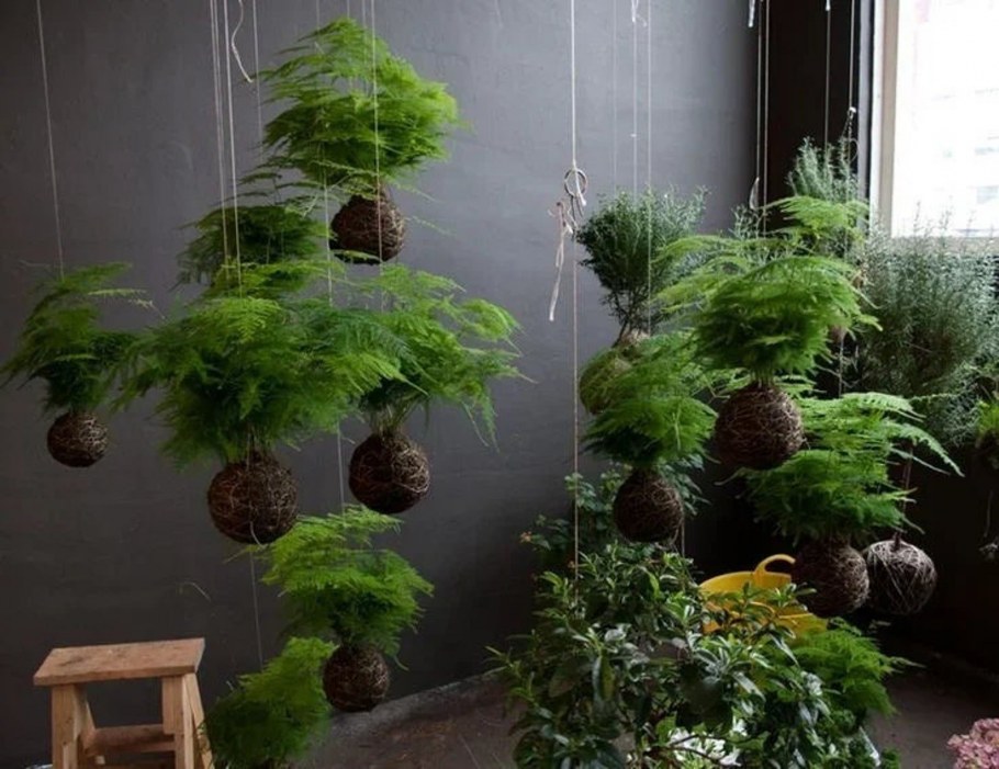 Струнный сад с Кокедама