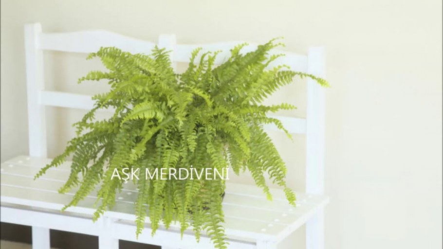 Нефролепис фитостена