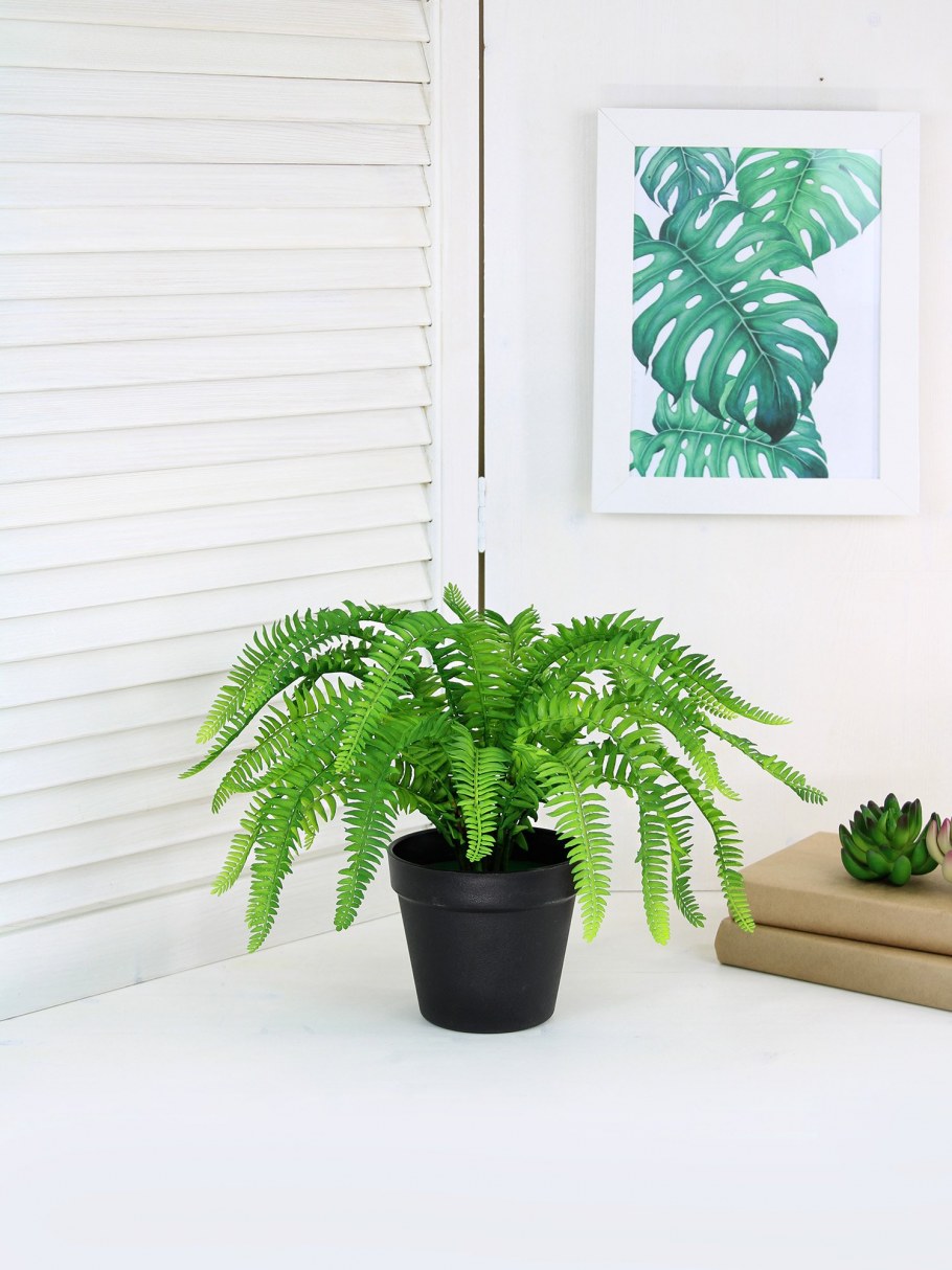 Папоротник нефролепис