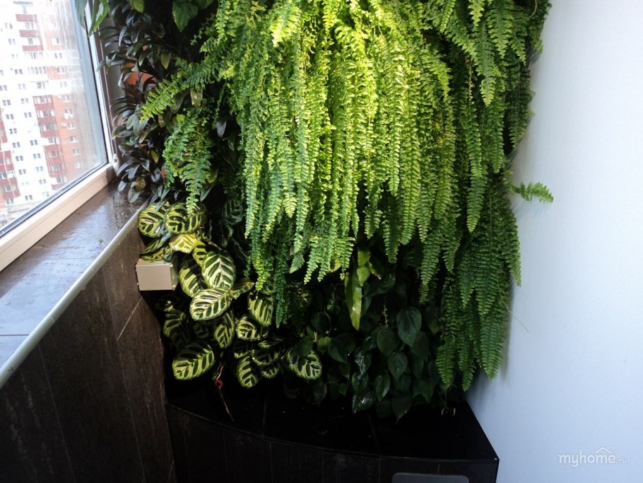 Нефролепис уличный можно сажать дома