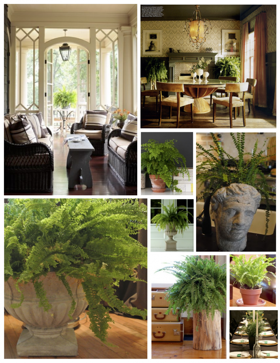 Кэри т. "домашняя оранжерея"