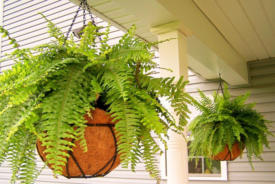 Хлорофитум хохлатый для фитостены