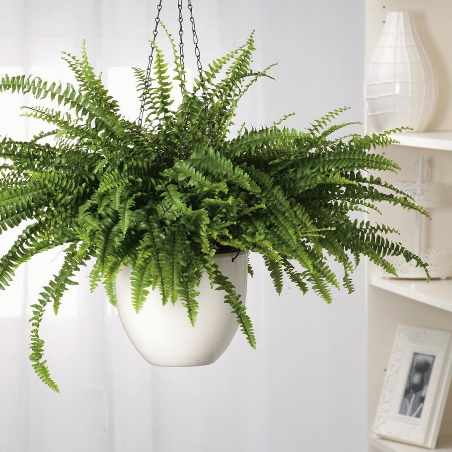 Нефролепис Грин леди в интерьере