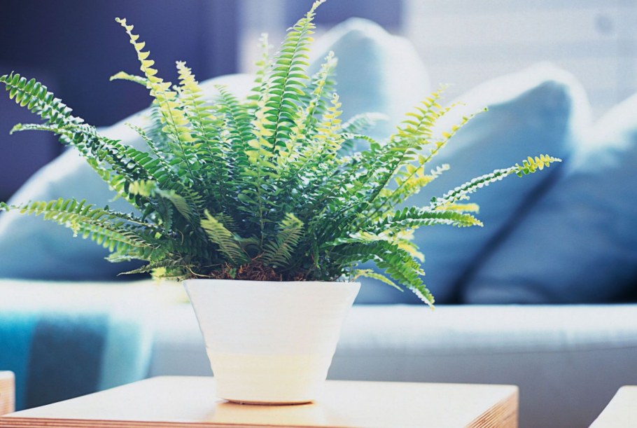 Папоротник комнатный аспарагус