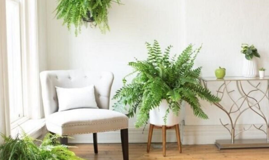 Нефролепис фитостена