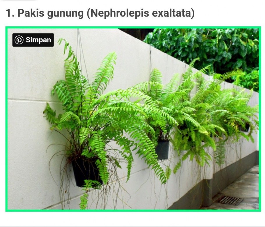 Нефролепис в интерьере