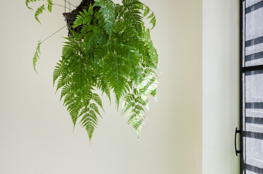 Ампельный папоротник комнатный