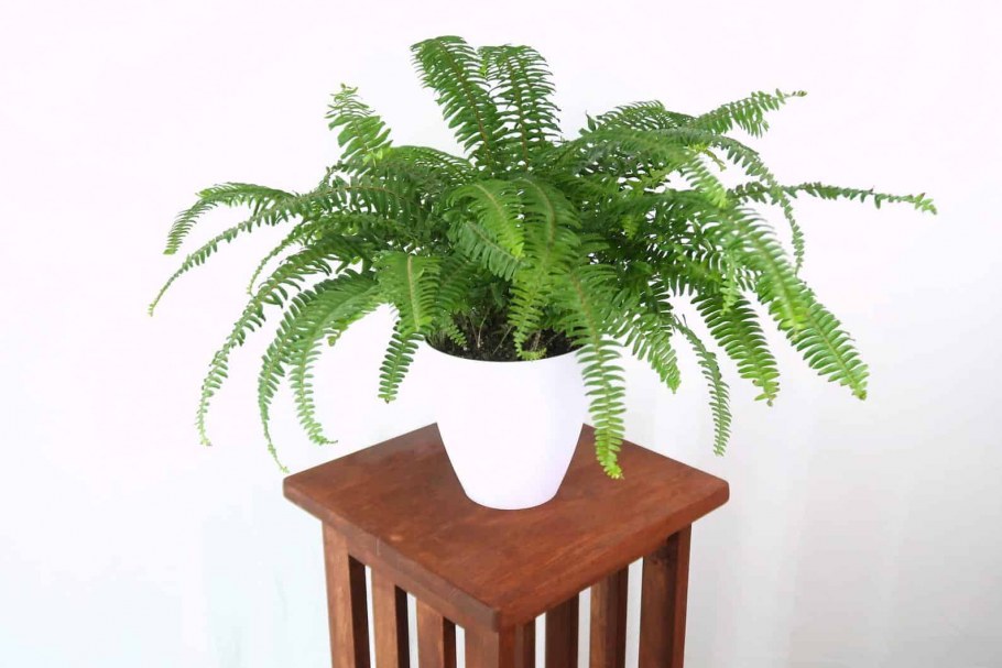 Папоротник Леруа Мерлен