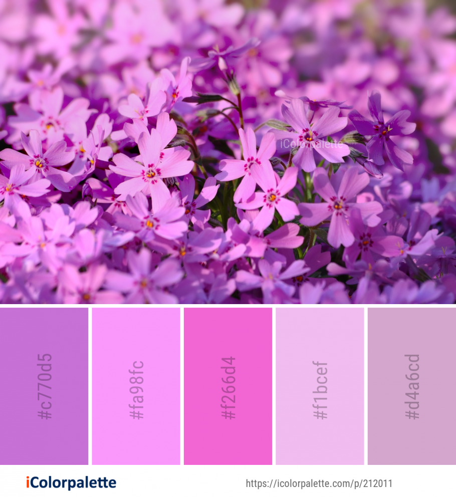 Фиолетовый Pantone 527 c