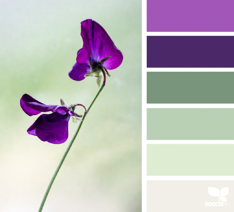 Лавандовый цвет e6e6fa