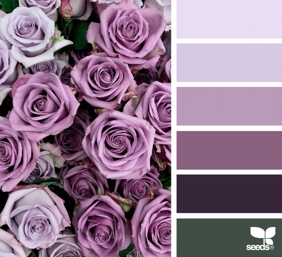 Розово-сиреневый цвет