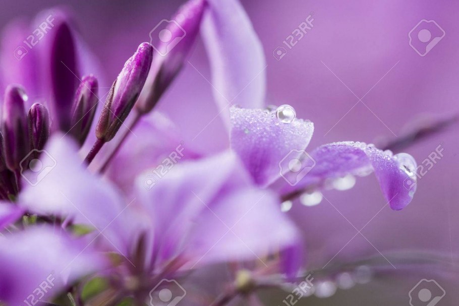 Оттенки фиолетового