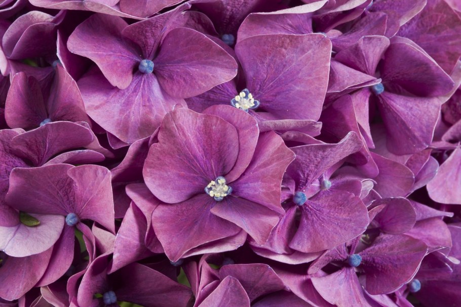 Интерьер кухни в сиреневых тонах