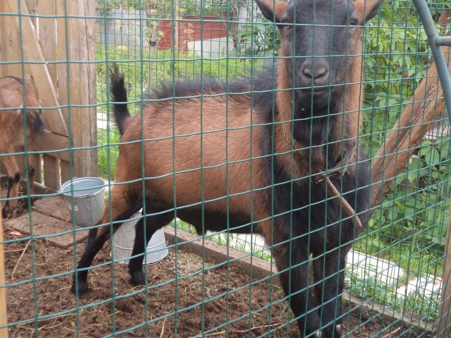 День села подворье