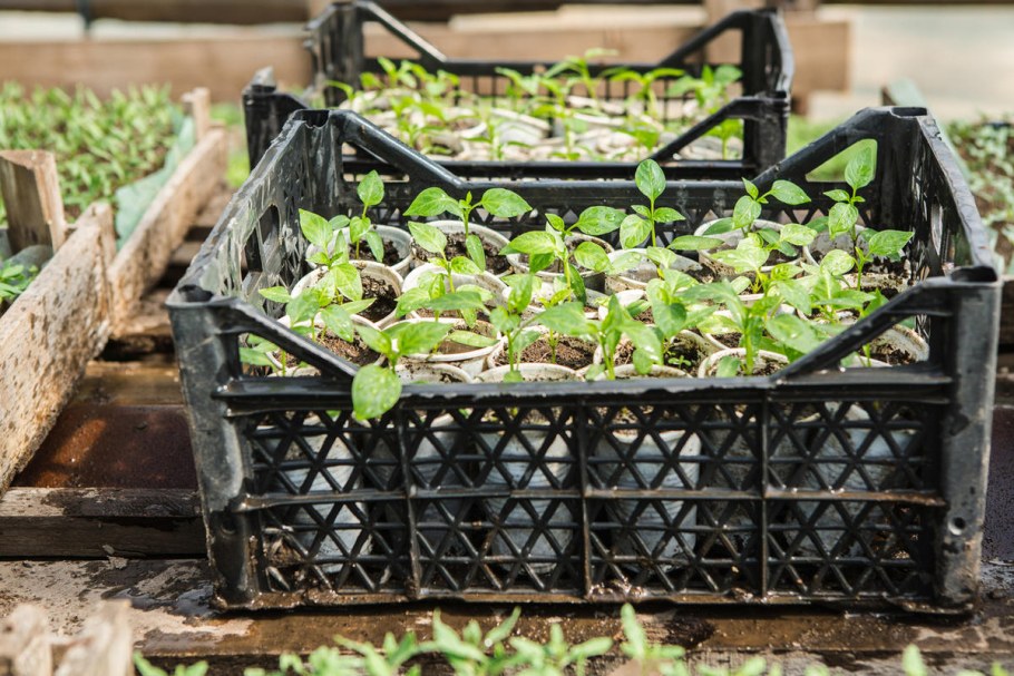 Обордюренные грядки