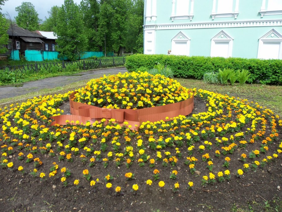 Клумба из бархатцев шляпка