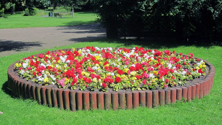 Рабатка Тунберга