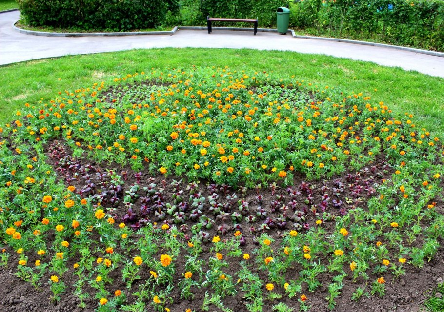 Клумба с хризантемами фото