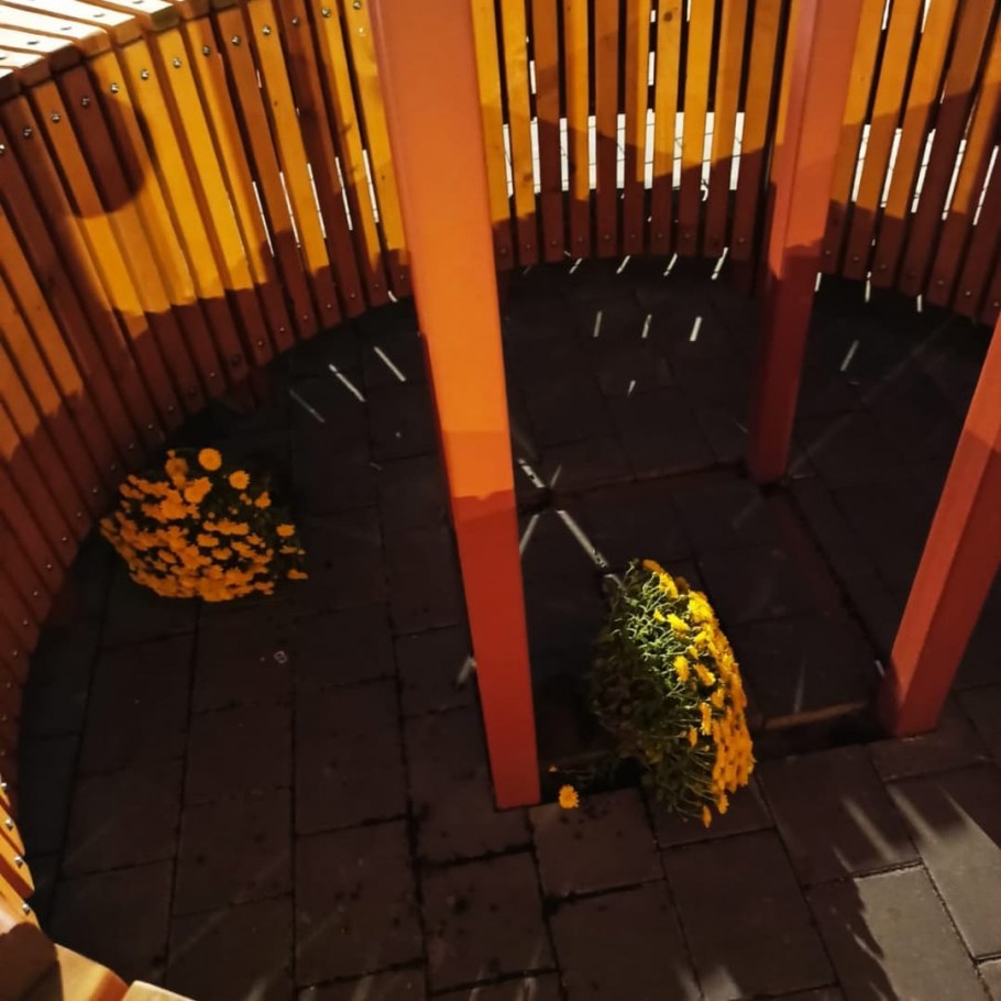 Клумба Сальвия алиссум цинерария