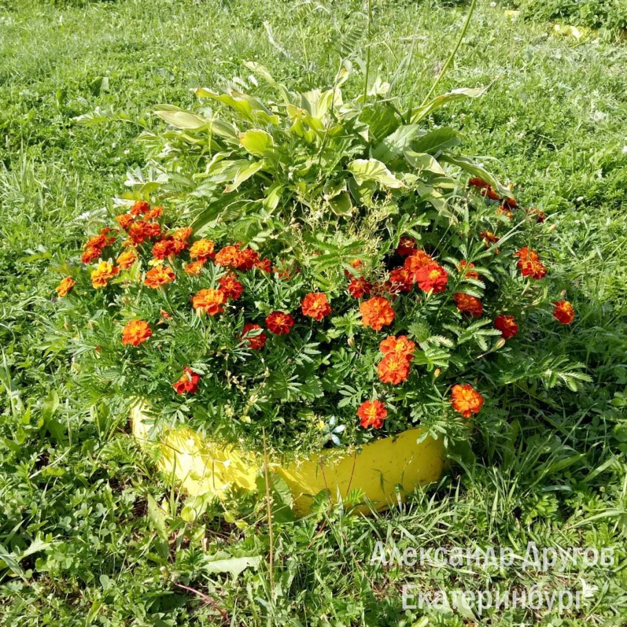 Красивые формы клумб