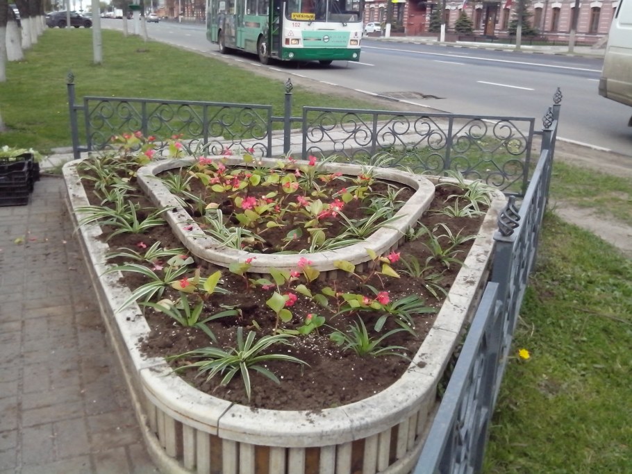 Бархатцы в приствольных кругах