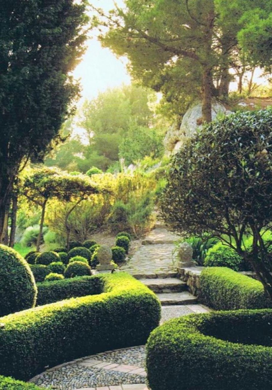 Франция самшит сад