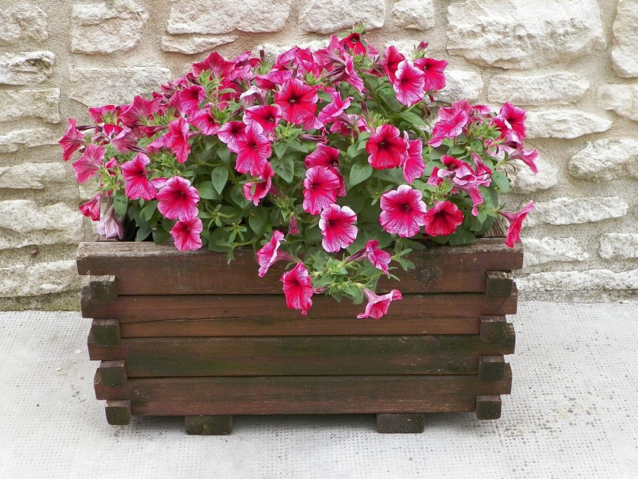 Петуния в квартире в горшке