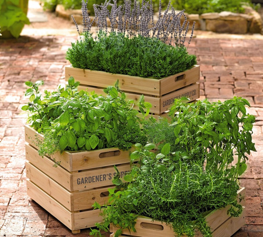 Огородик пряных трав