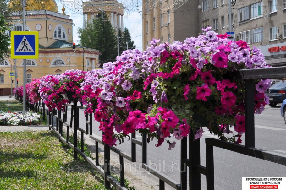 Петуния Горизонт в городском озеленении