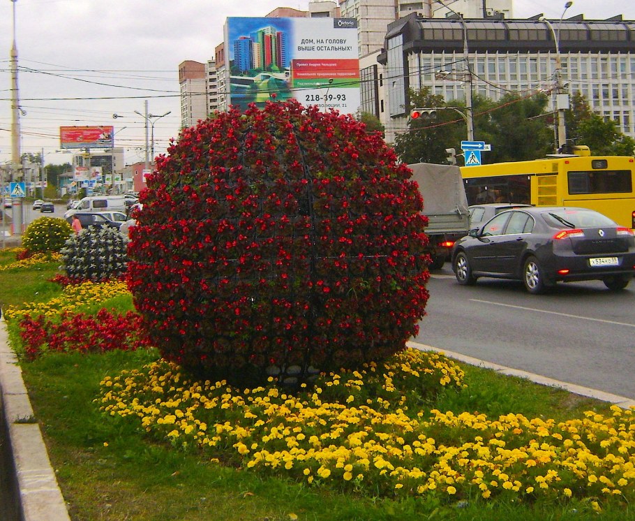 Хризантема Виола ампельная