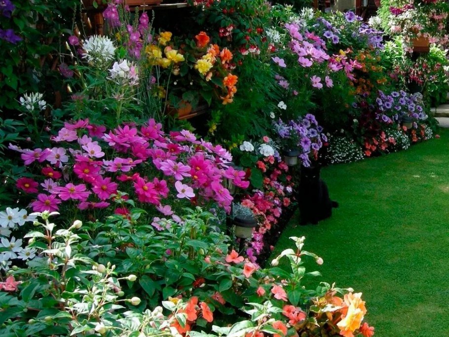 Ранункулюс в миксбордере