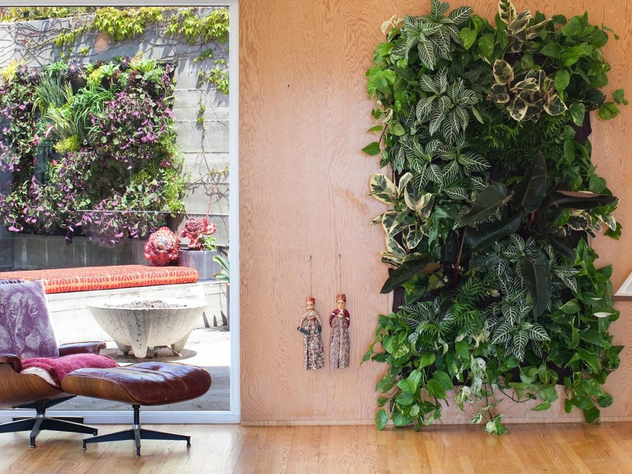 Тенелюбивые вьющиеся комнатные растения