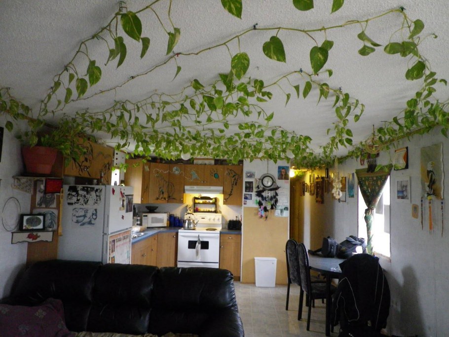 Фитостена БЦ Демидов