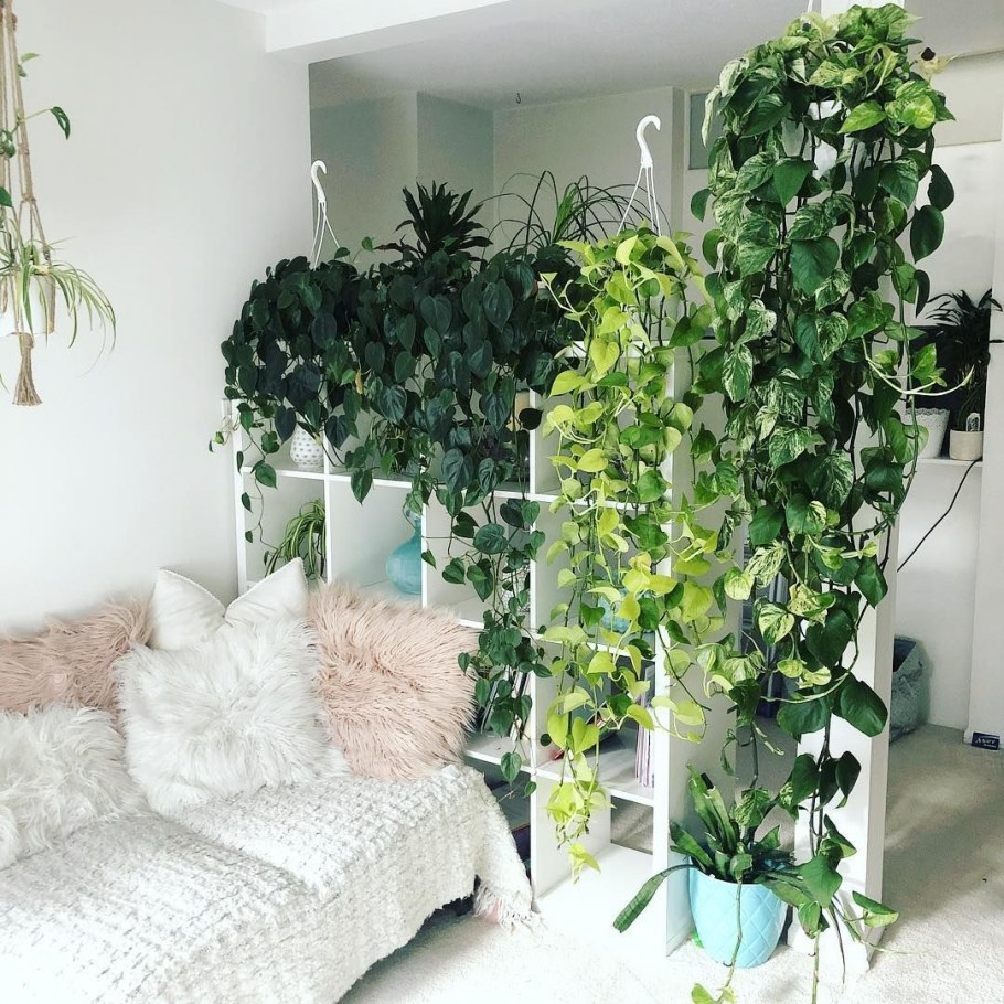 Вьющиеся растения в интерьере