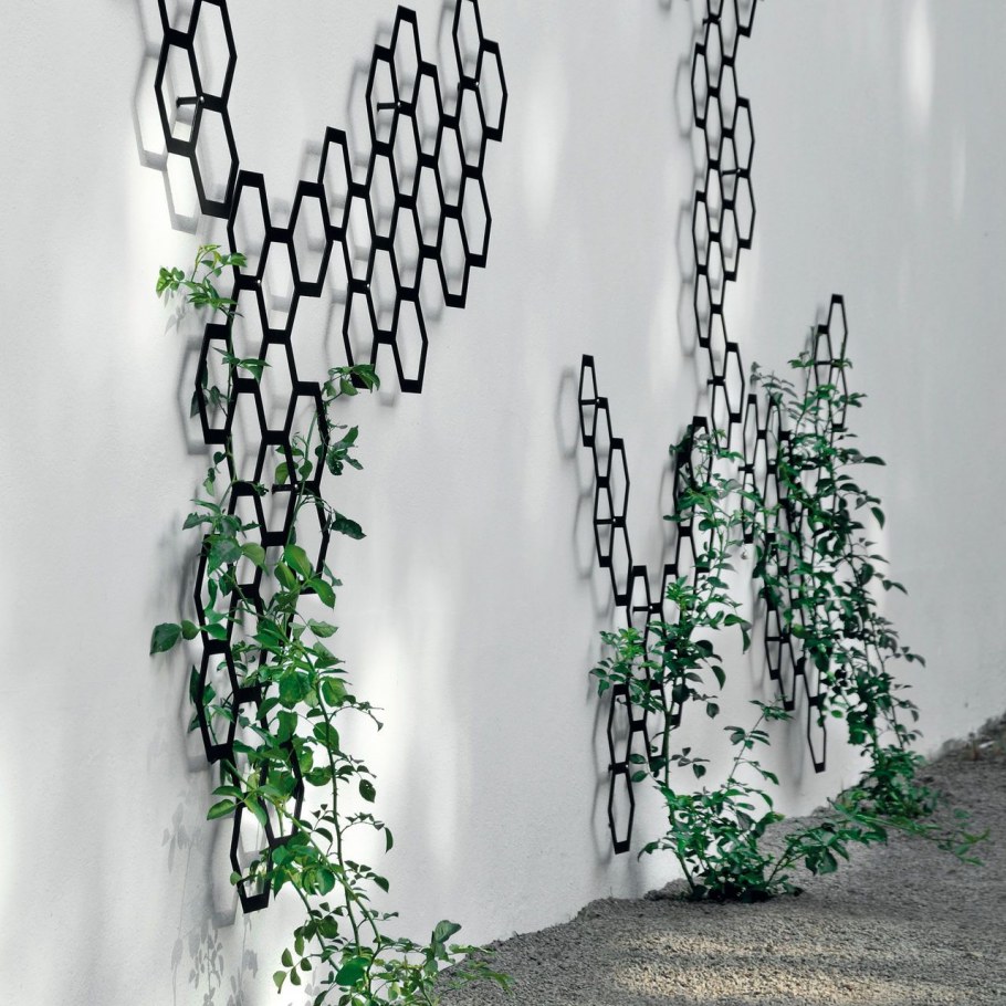 Вьющиеся растения в интерьере