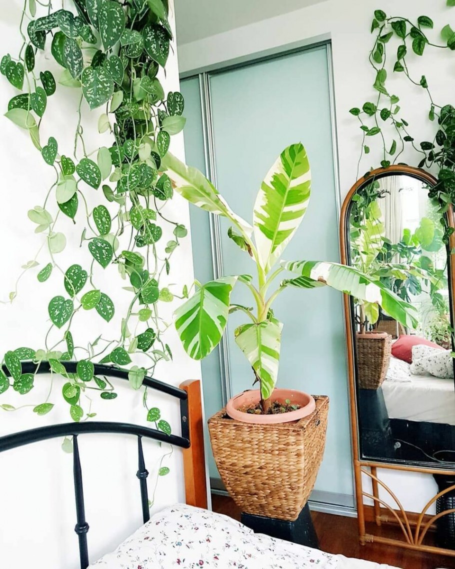 Крестовник Роули в интерьере