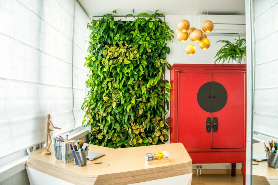 Эпипремнум Golden Pothos