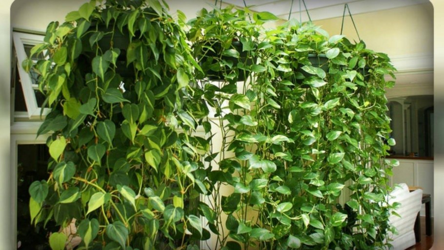 Лиана Эпипремнум