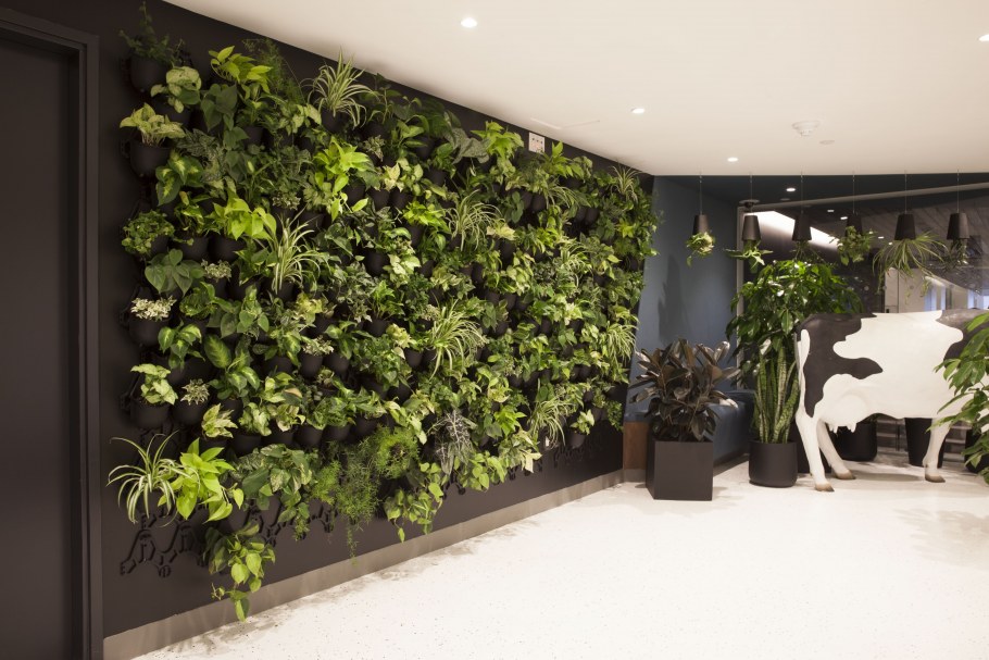 Сциндапсус вертикальное Озеленение