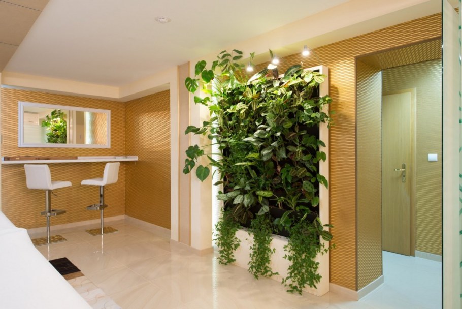 Фитостена плющ