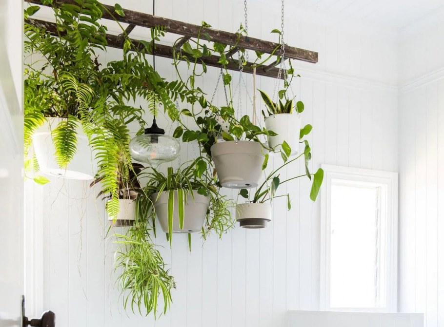 Подвесной цветок в комнате