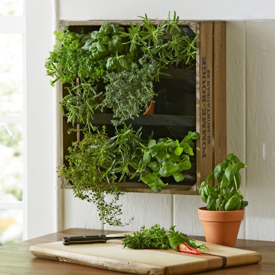 Фитостена плющ