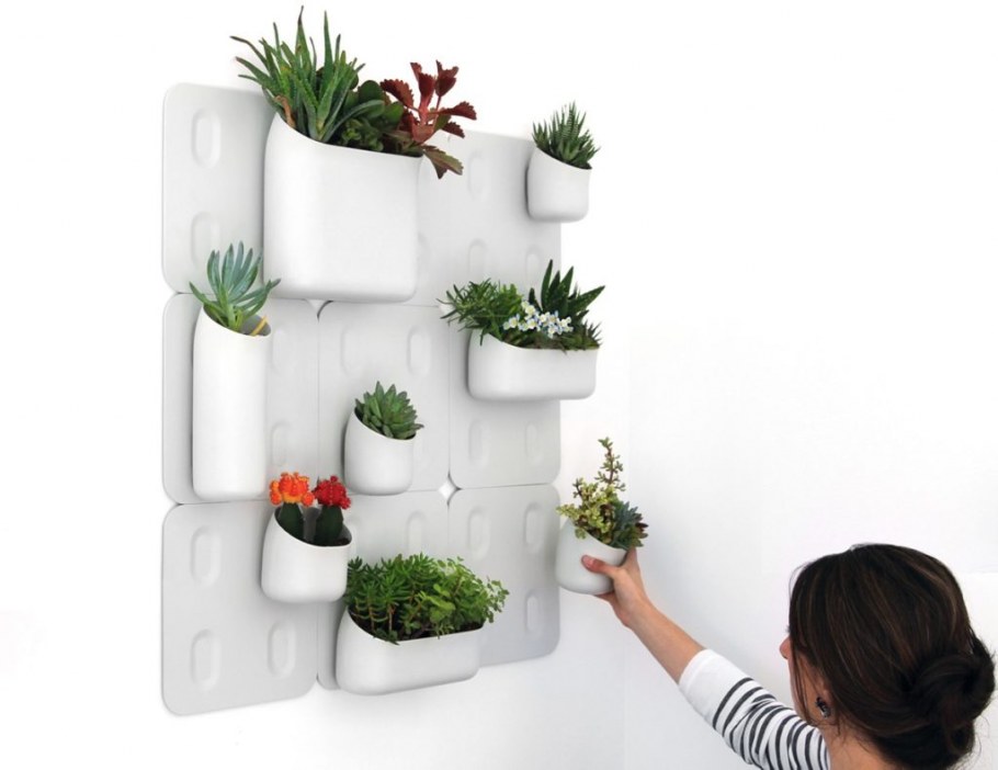 Фитостена мята