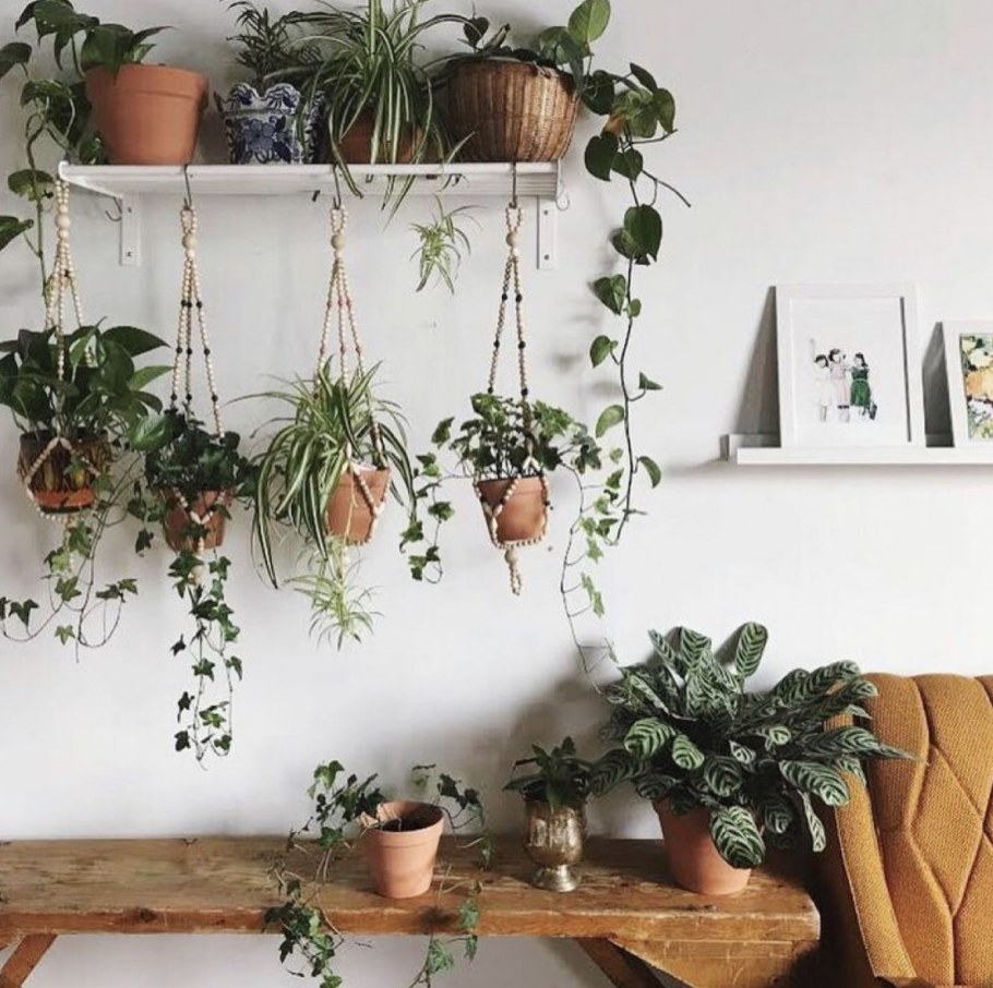 Фитостены мох