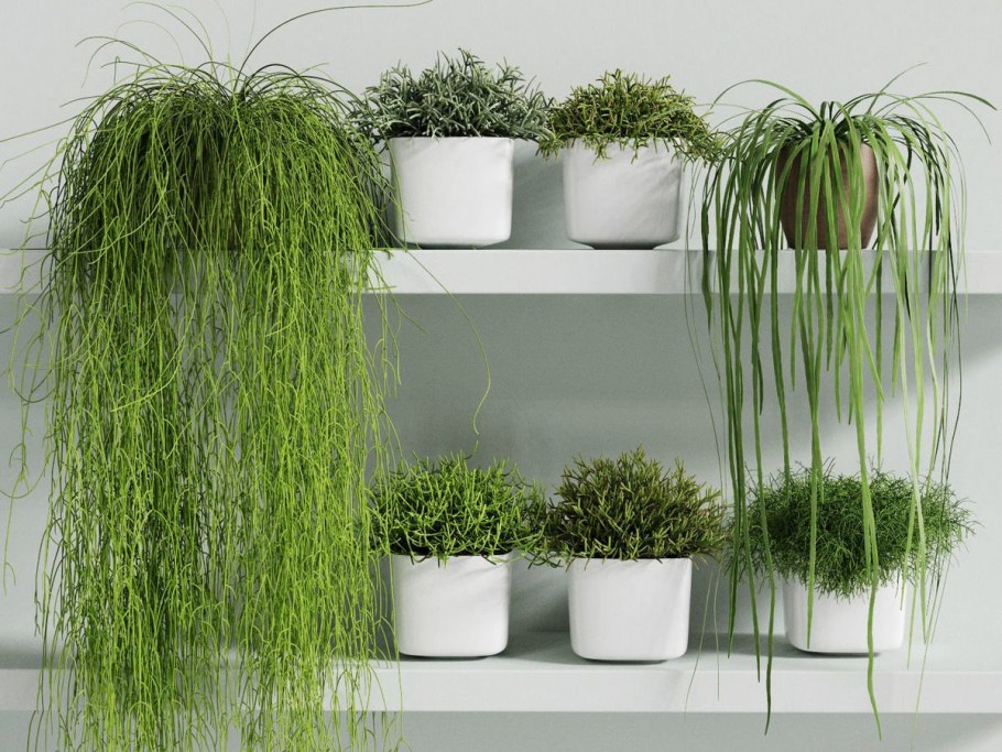 Растение рипсалис Кассута