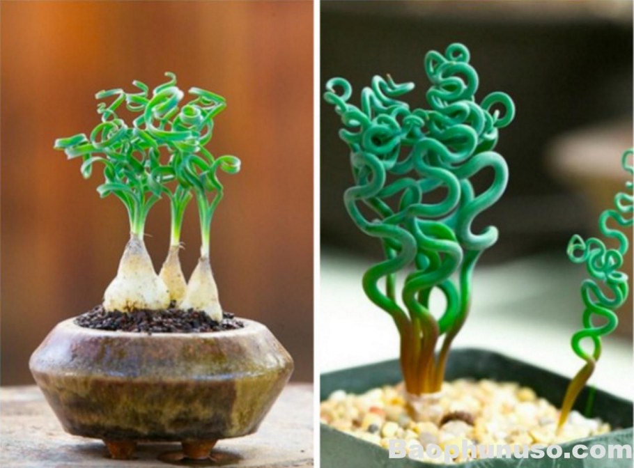 Суккулент трахиандра