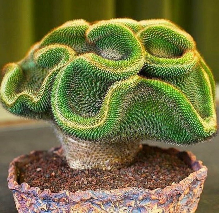 Змеевидный Кактус