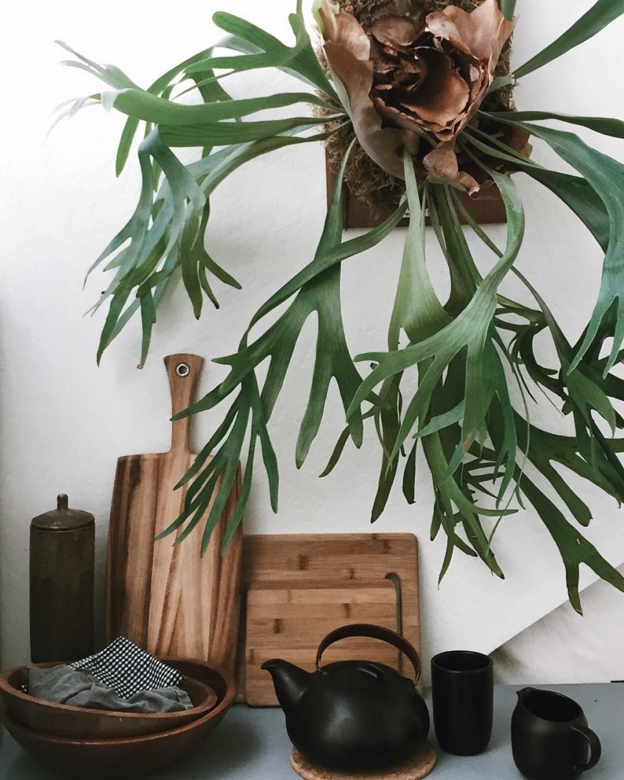 Папоротник Оленьи рога Платицериум