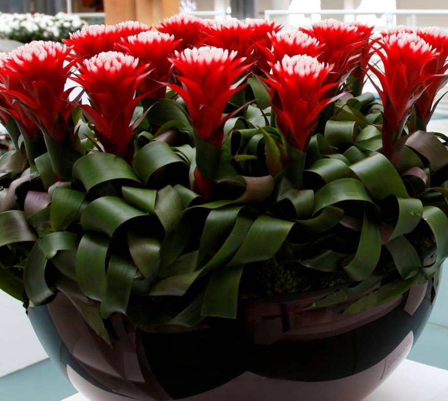 Гузмания красная в кашпо