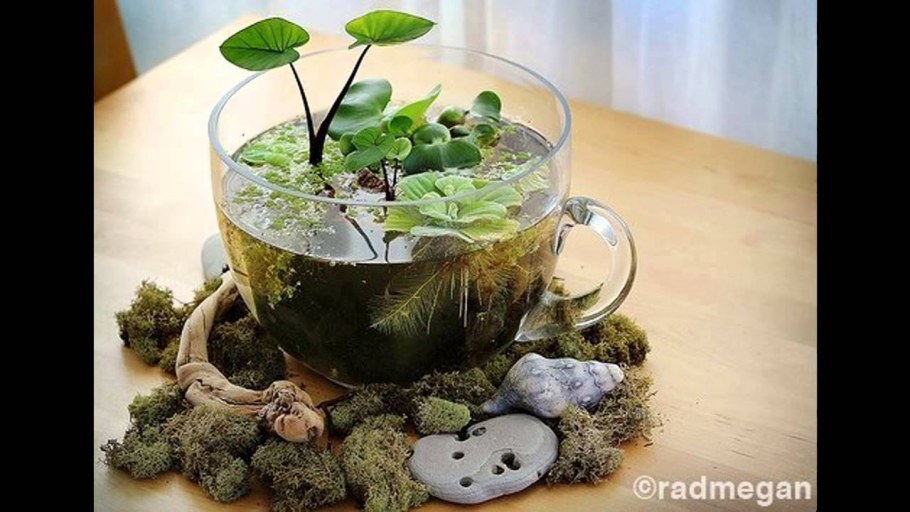 Флорариум плантс